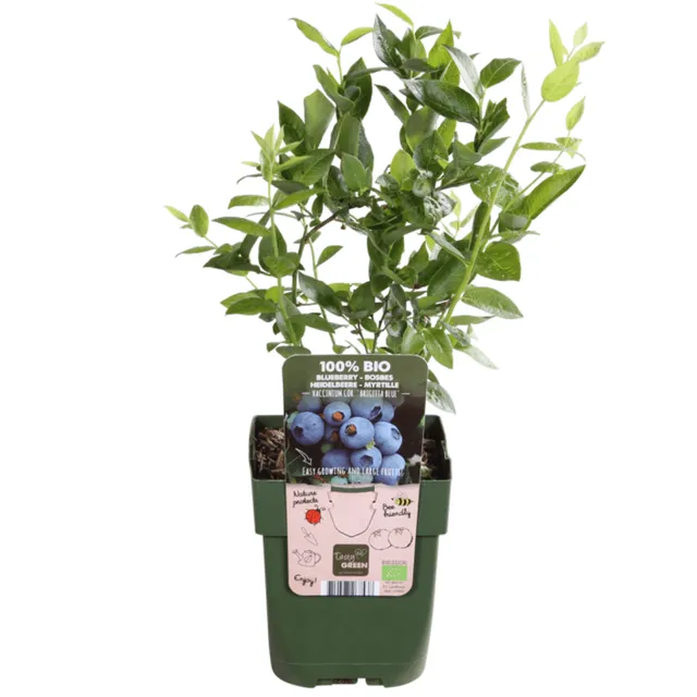 green-guardia-heidelbeere-bio-3-pflanzen-20cm-beere image 1