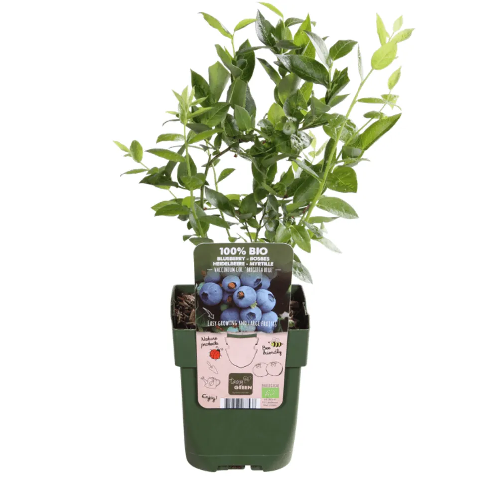 green-guardia-heidelbeere-bio-3-pflanzen-20cm-beere image 1